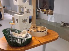 -Cappucimeow猫咪咖啡馆(韦伯时代店)
