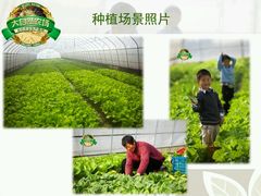 -大自然农场蔬菜草莓采摘园
