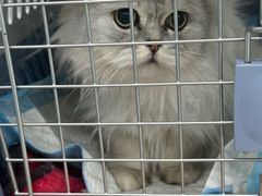 -纳吉亚猫专科动物诊疗中心(蒋宅口分院)