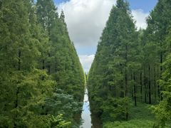 -黄海国家森林公园