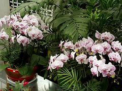 -兰陵国家农业公园