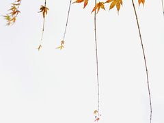 -京都御所