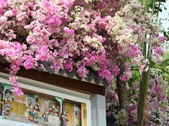 -深圳国际园林花卉博览园