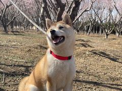 -宠福鑫康馨动物医院·骨科·眼科