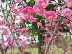 -花开海上生态园
