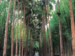 -中国科学院西双版纳热带植物园