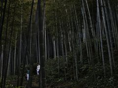 -午潮山国家森林公园