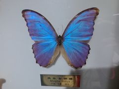 -上海昆虫博物馆