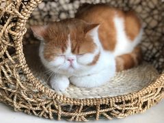 -飞行喵MR PILOT|猫舍·猫咖(静安大融城店)