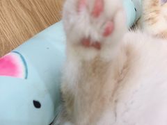 -滚猫咖啡·猫咖·猫友好撸猫(未来城店)