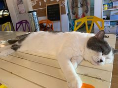 -Cappucimeow猫咪咖啡馆(韦伯时代店)