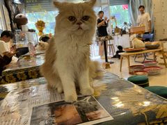 -平行世界·猫咖(首经贸店)
