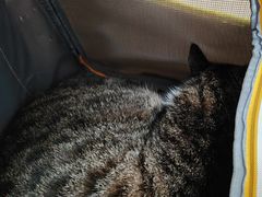 -宠福鑫动物医院(望京分院)