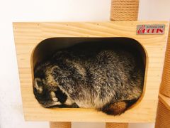 -浣熊柯尔鸭土拨鼠·电玩咖