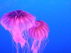 -合肥海洋世界