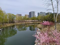 -大兴滨河森林公园