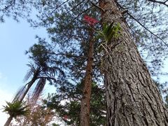 -海南热带雨林国家公园吊罗山景区