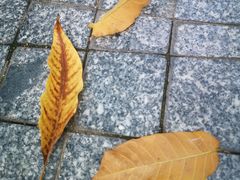 -广州神农草堂中医药博物馆