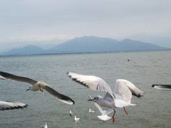 -深圳湾公园(南山区)