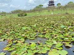 -上海海湾国家森林公园