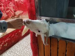 -上海大自然野生昆虫馆(东方明珠·爬宠昆虫探索中心)