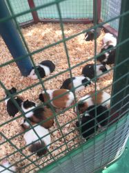 -萌宠亲子动物乐园(槐房万达店)