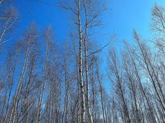 -北极村旅游风景区