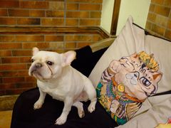 -more than meow吴止猫主题餐厅(承德 中船汇店)