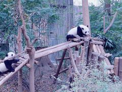 -成都大熊猫繁育研究基地