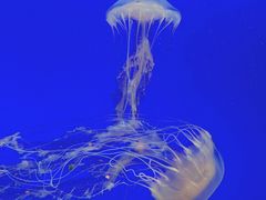 -上海海洋水族馆