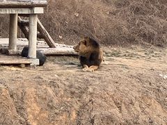 -石家庄市动物园