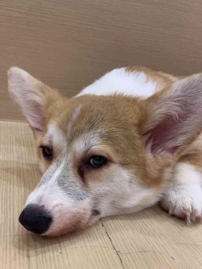 半拉柯基·柯基主题体验馆·休闲狗咖-"01 这家狗98 咖还是很干净