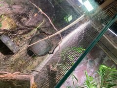 -上海大自然野生昆虫馆(东方明珠·爬宠昆虫探索中心)