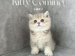 -小猫来了·猫舍(红山六九七九店)