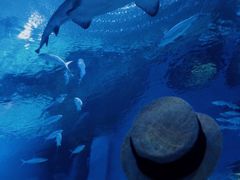 -海合安武汉极地海洋公园
