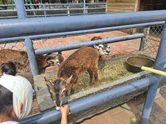 -长白岛森林公园