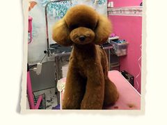 -爱宠屋pet shop·宠物洗澡·宠物美容