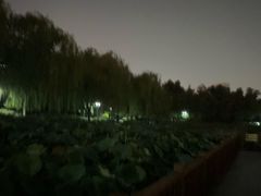 -莲花池公园