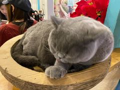 -猫小院猫主题咖啡厅(北锣店)