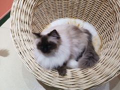 -藏猫猫咖啡主题馆(中央大道店)