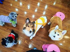 -汪说·狗咖·拼豆·宠物周边DIY(旺城大厦店)