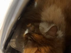 -宠爱国际动物医院·消化内科·心肾内科·ISFM猫友好(望京店)