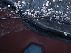 -大觉寺-停车场