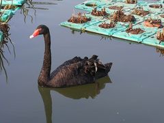 景点-成都大熊猫繁育研究基地