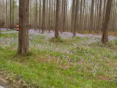 -黄海国家森林公园