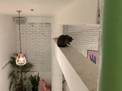 -有猫主题·治愈系猫咖(曾厝垵店)