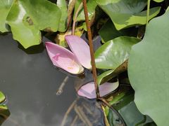 -陈家山荷花公园