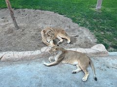 -北京野生动物园