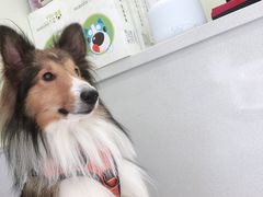 -艾吉宠物医院·疑难杂症转诊中心·猫友好(碧江路院)