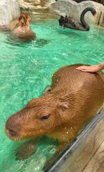 -Zoolung Zoolung动物主题公园(海信广场店)